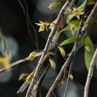 Dendrobium macrostachyum Lindl.